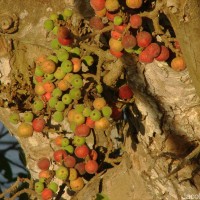 Ficus racemosa L.